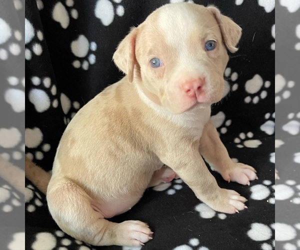 Medium Photo #1 American Bully Puppy For Sale in SACRAMENTO, CA, USA