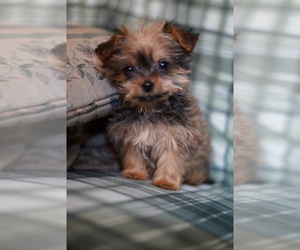 Bichon Frise-YorkiePoo Mix Litter for sale in FREDERICK, MD, USA