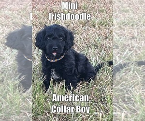 Irish Doodle Litter for sale in GROVETON, TX, USA