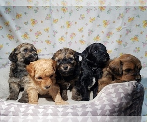 Maltipoo-Poodle (Miniature) Mix Litter for sale in BROOKFIELD, MO, USA