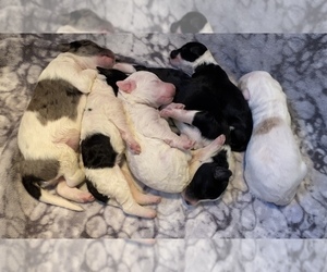 Sheepadoodle Litter for sale in E G FORKS, MN, USA