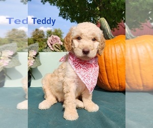 Goldendoodle-Poodle (Standard) Mix Litter for sale in FENWICK, MI, USA