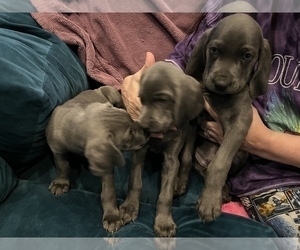 German Shorthaired Weimaraner Litter for sale in KNOXVILLE, TN, USA