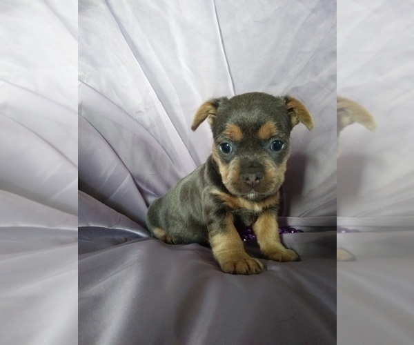 Medium Photo #1 French Bulldog-Yorkshire Terrier Mix Puppy For Sale in EPHRATA, PA, USA