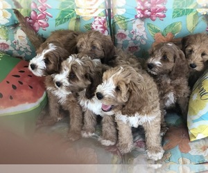 Australian Labradoodle Litter for sale in DURHAM, CA, USA