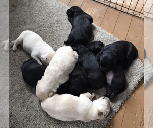 Labradoodle Litter for sale in WAKARUSA, IN, USA