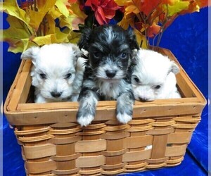 Maltipoo Litter for sale in HARTVILLE, MO, USA