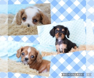 Cavalier King Charles Spaniel Litter for sale in COLEMAN, TX, USA