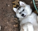 Small Photo #1 Wolf Hybrid Puppy For Sale in FILLMORE, LA, USA