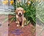 Small Photo #1 Golden Retriever Puppy For Sale in SHIPSHEWANA, IN, USA
