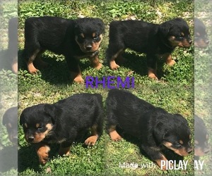 Rottweiler Litter for sale in SHELL KNOB, MO, USA