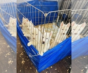 Siberian Husky Litter for sale in HESPERIA, CA, USA