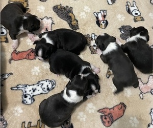 Boston Terrier Litter for sale in MADISONVILLE, TX, USA