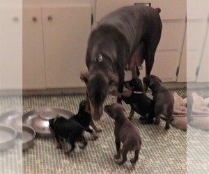 Doberman Pinscher Litter for sale in VANCOUVER, WA, USA