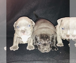 American Bully Litter for sale in MILLVILLE, NJ, USA