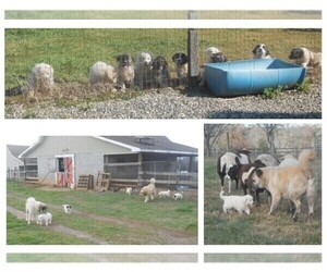 Anatolian Shepherd-Great Pyrenees Mix Litter for sale in MOCKSVILLE, NC, USA