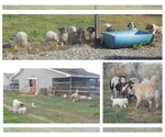 Small Anatolian Shepherd-Great Pyrenees Mix