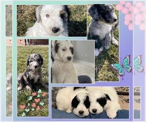 Sheepadoodle Litter for sale in NEW BALTIMORE, MI, USA