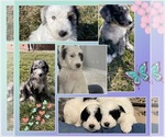 Small Sheepadoodle