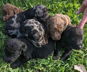 Double Doodle Litter for sale in MORGANTON, NC, USA