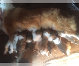 Collie Litter for sale in QUEBECK, TN, USA