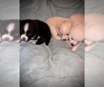 Small Photo #1 Pomsky Puppy For Sale in BUFORD, GA, USA