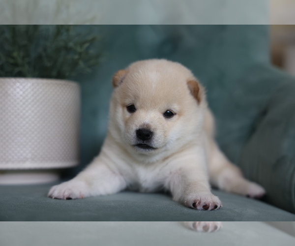 Medium Photo #1 Shiba Inu Puppy For Sale in CINCINNATI, OH, USA