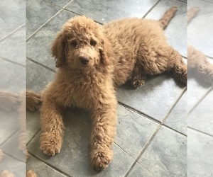 Goldendoodle-Poodle (Standard) Mix Litter for sale in PILOT POINT, TX, USA