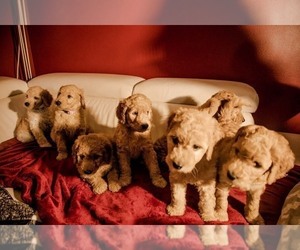 Goldendoodle Litter for sale in VERNON HILLS, IL, USA