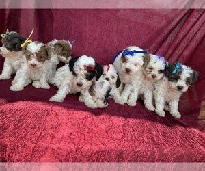 Poodle (Miniature) Litter for sale in SPARTA, KY, USA