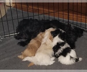 Morkie Litter for sale in HOLLAND, MI, USA