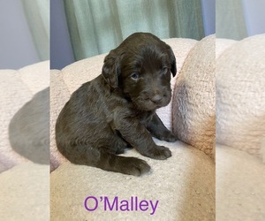 Labradoodle Litter for sale in BEAVERDALE, IA, USA