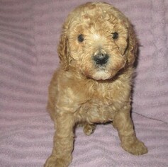 Goldendoodle Litter for sale in LINCOLN, AL, USA