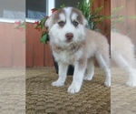 Small Photo #1 Pomsky Puppy For Sale in PEMBROKE, KY, USA