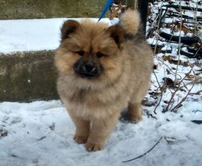 Chow Chow-Pomeranian Mix Litter for sale in SILVER SPRING, MD, USA
