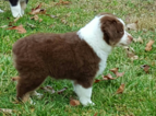 Small Photo #1 Miniature Australian Shepherd Puppy For Sale in TEN MILE, TN, USA