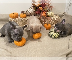 French Bulldog Litter for sale in CHARLOTTE, NC, USA
