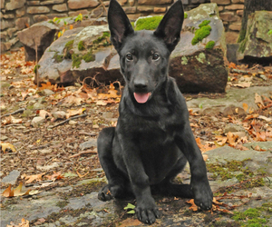 German Shepherd Dog Litter for sale in RUDY, AR, USA