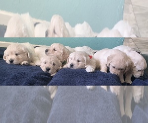 English Cream Golden Retriever Litter for sale in MUSCOY, CA, USA