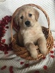 Small Photo #1 Golden Retriever Puppy For Sale in BELLEVILLE, PA, USA