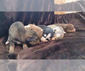 Pomsky-Siberian Husky Mix Litter for sale in CENTRALIA, MO, USA