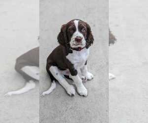 English Springer Spaniel Litter for sale in SAN DIEGO, CA, USA