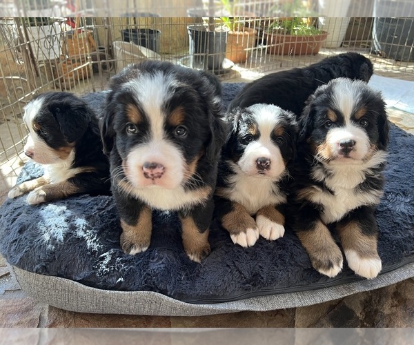 Medium Photo #1 Bernese Mountain Dog Puppy For Sale in CUYAHOGA FALLS, OH, USA