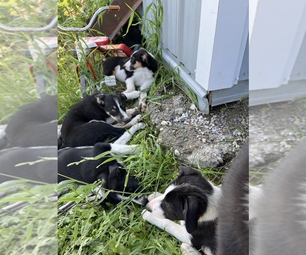 Medium Photo #1 Border Collie Puppy For Sale in VALLEY, WA, USA