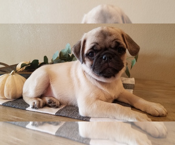 Medium Photo #1 Pug Puppy For Sale in STACYVILLE, IA, USA
