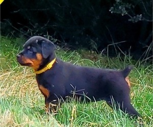 Rottweiler Litter for sale in SPANAWAY, WA, USA