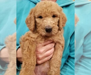 Labradoodle Litter for sale in REXBURG, ID, USA