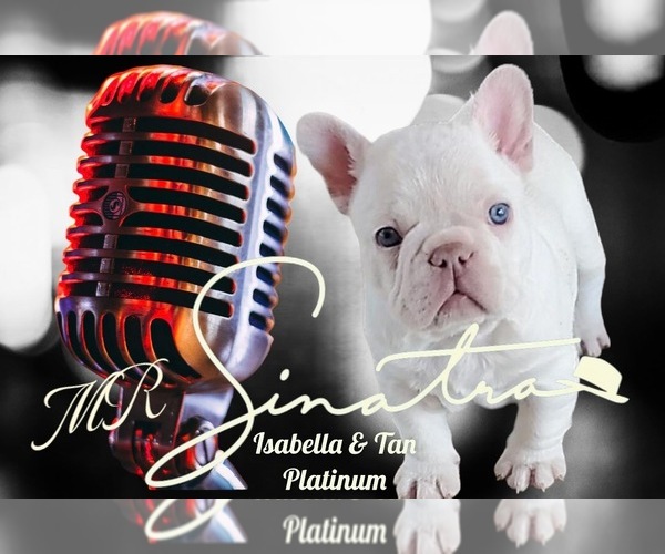 Medium Photo #1 French Bulldog Puppy For Sale in CHICO, CA, USA