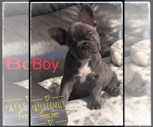 French Bulldog Litter for sale in WINTER HAVEN, FL, USA
