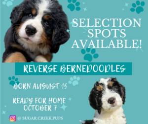 Bernedoodle Litter for sale in FORT MILL, SC, USA